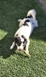Lost Male Dog last seen District , Tucson, AZ 85714