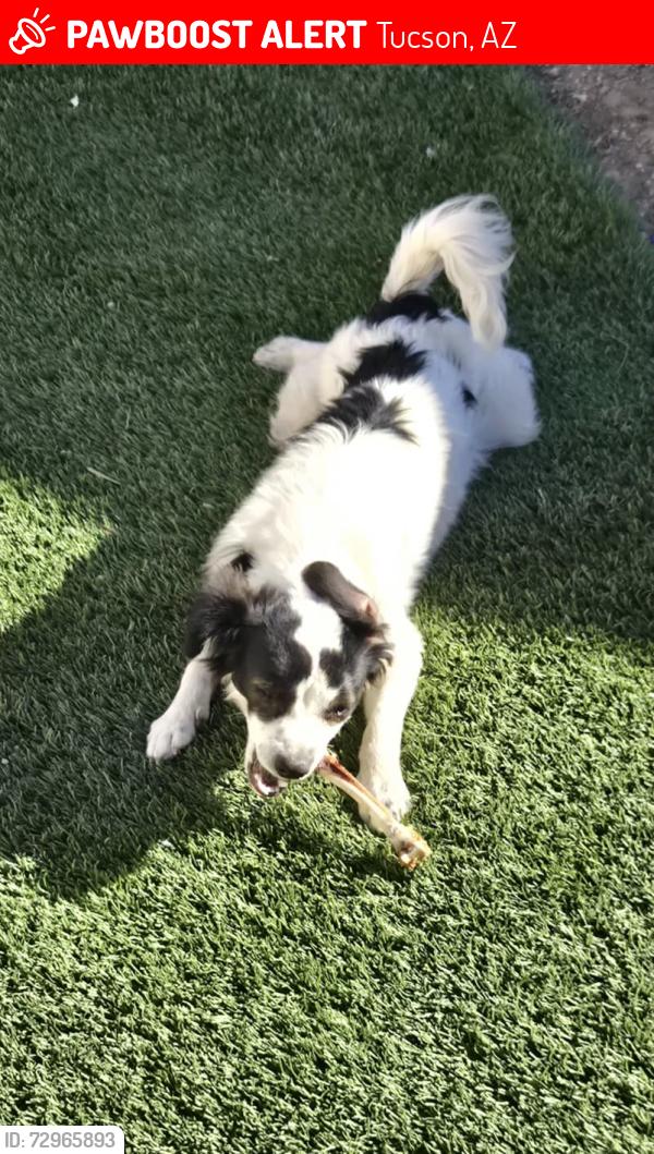 Lost Male Dog last seen District , Tucson, AZ 85714