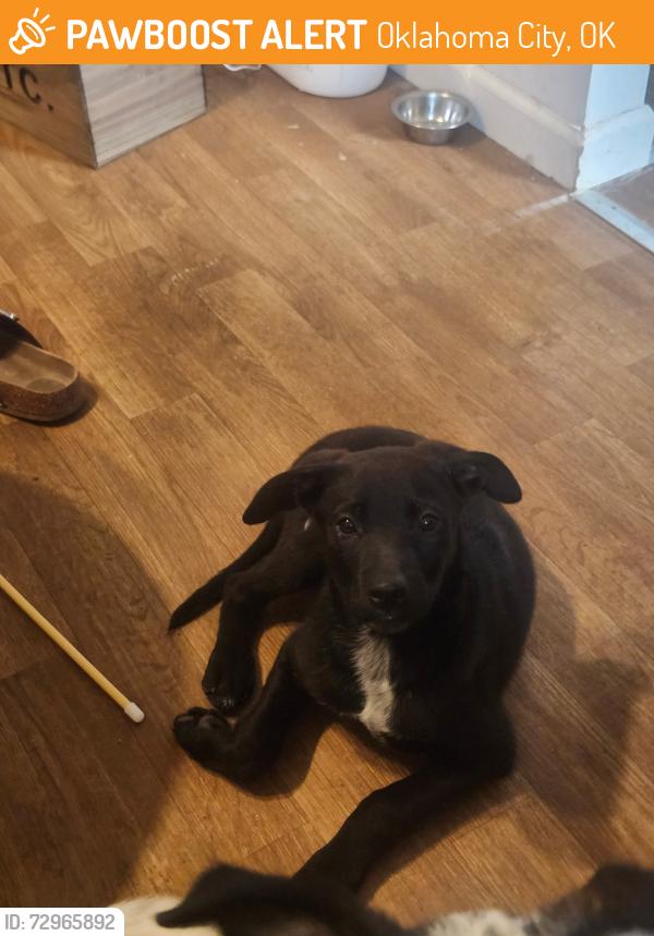 Found/Stray Female Dog last seen 29th place and goff ave , Oklahoma City, OK 73119