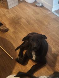 Found/Stray Female Dog last seen 29th place and goff ave , Oklahoma City, OK 73119