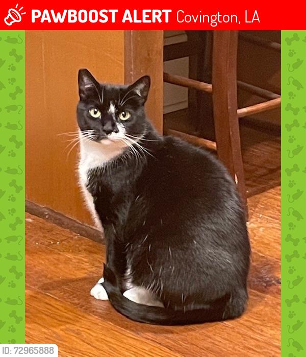Lost Female Cat last seen The Village Subdivision in Covington. La. 70433, Covington, LA 70433