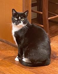 Lost Female Cat last seen The Village Subdivision in Covington. La. 70433, Covington, LA 70433