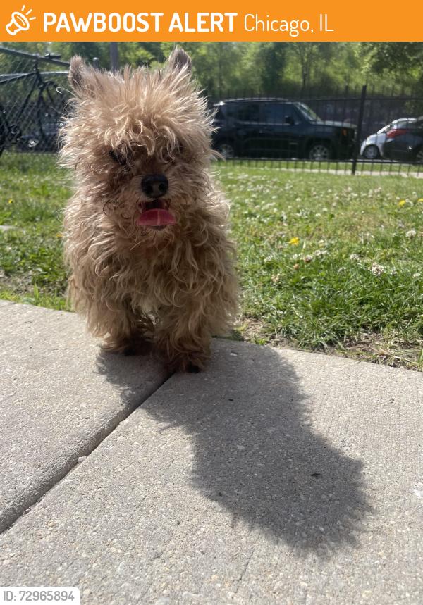 Found/Stray Male Dog last seen Fire station on 52nd and union , Chicago, IL 60609