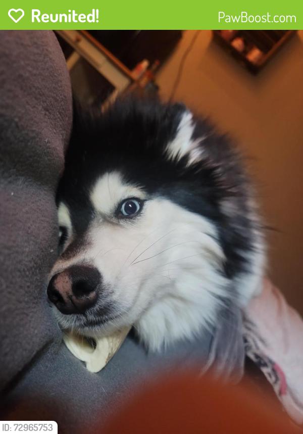 Reunited Male Dog last seen Spring Ave , Sioux Falls, SD 57104