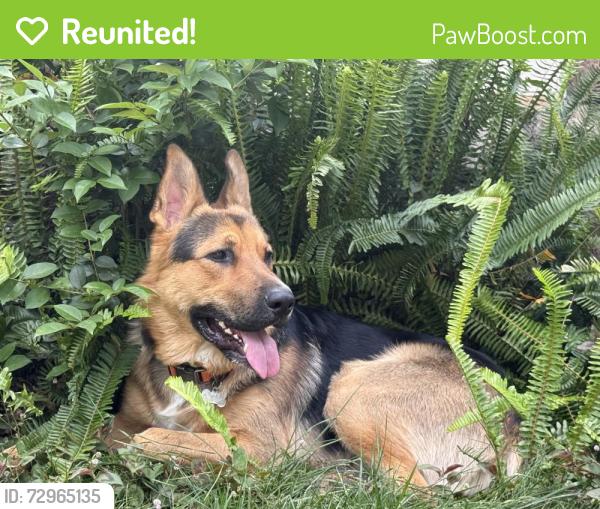 Reunited Male Dog last seen Bell Rd , Auburn, CA 95602