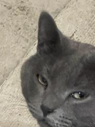 Lost Male Cat last seen Minnehaha ave east, Ramsey County, MN 55109