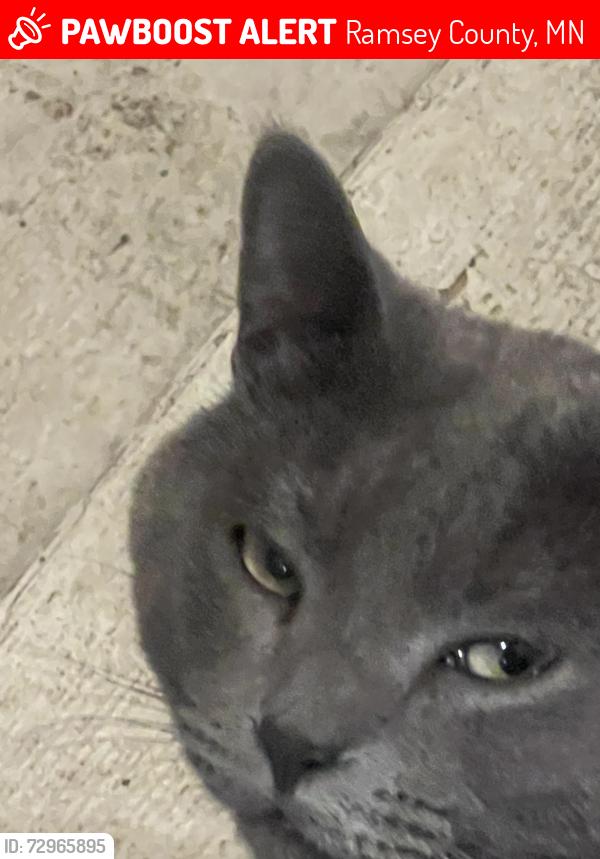 Lost Male Cat last seen Minnehaha ave east, Ramsey County, MN 55109