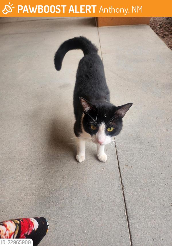 Found/Stray Unknown Cat last seen DACC Gadsden Center campus , Anthony, NM 88021