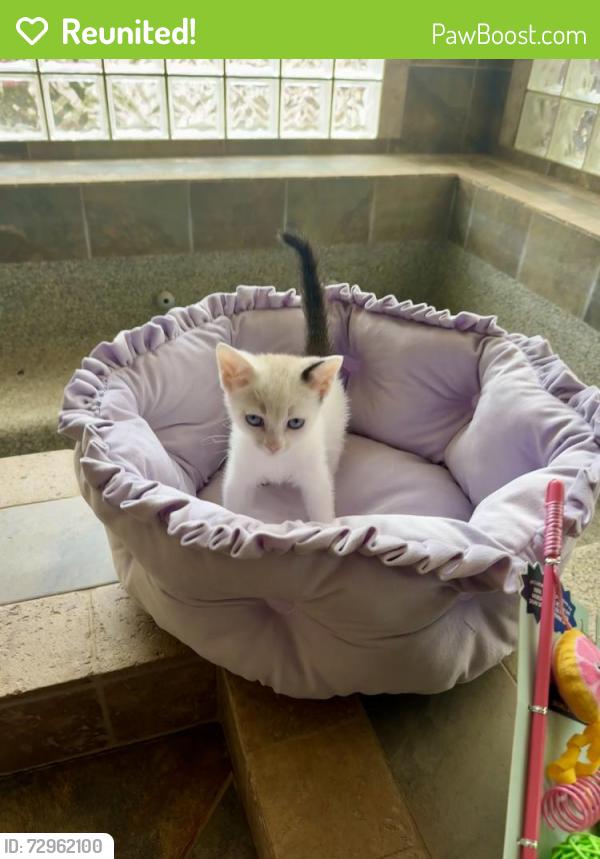 Reunited Female Cat last seen Crystal Hills Dr and 441, Athens, GA 30606