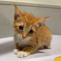 Shelter Stray Unknown Cat last seen , Tampa, FL 33607