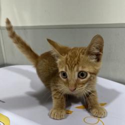 Shelter Stray Male Cat last seen , Tampa, FL 33607