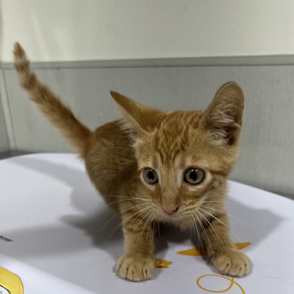 Shelter Stray Male Cat last seen , Tampa, FL 33607