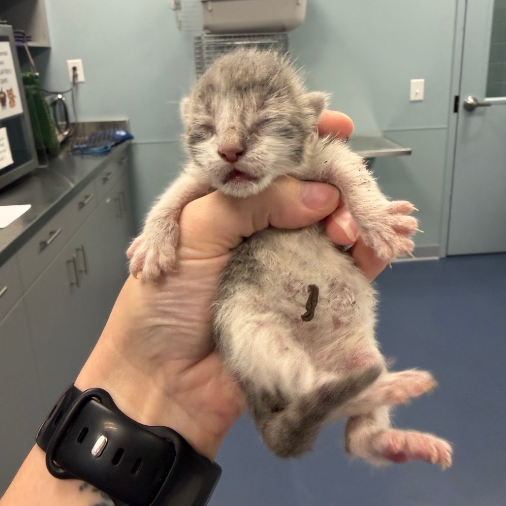 Shelter Stray Male Cat last seen , Greensboro, NC 27409