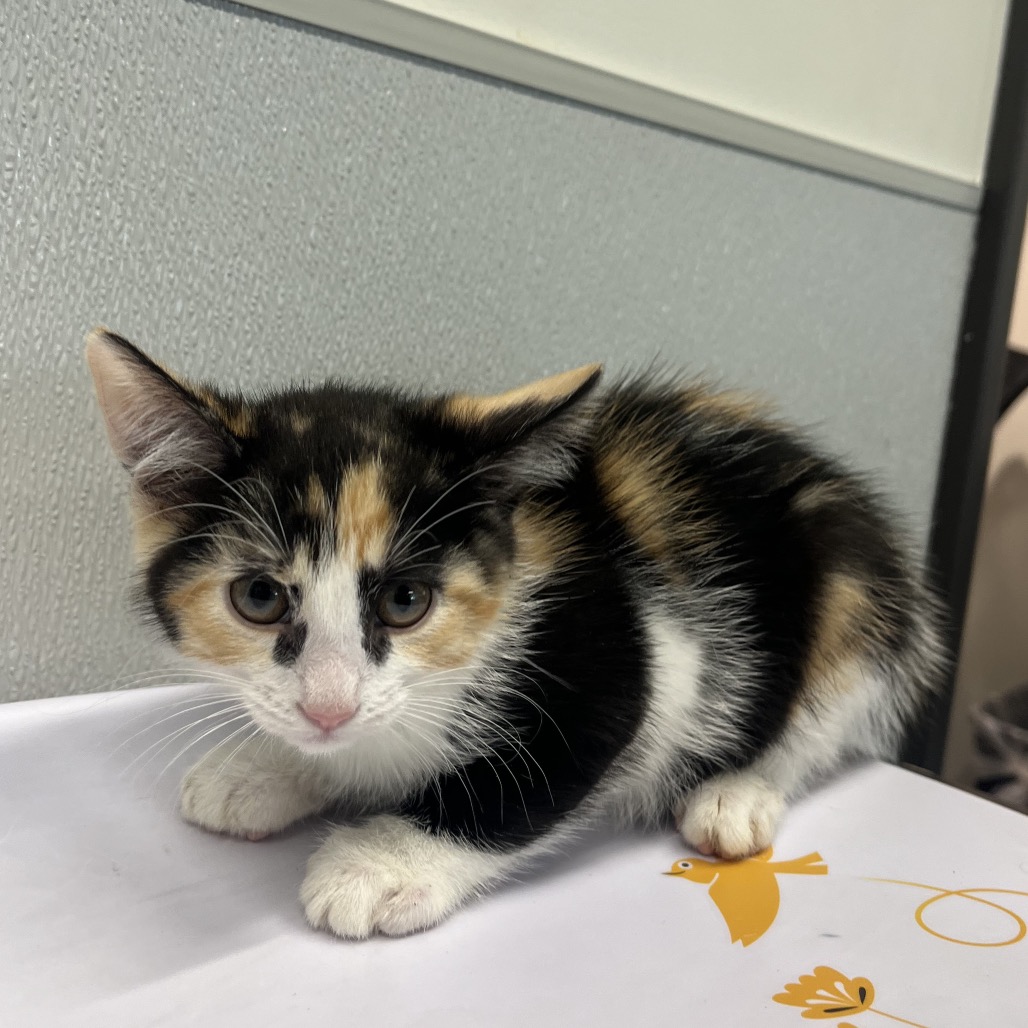Shelter Stray Female Cat last seen , Tampa, FL 33607