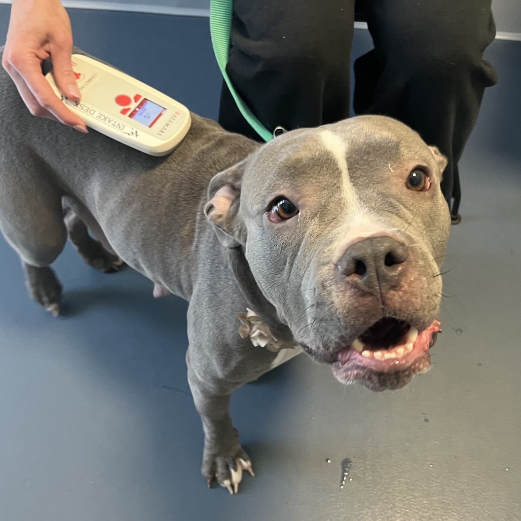 Shelter Stray Female Dog last seen , Greensboro, NC 27409