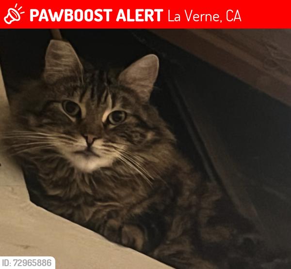 Lost Female Cat last seen Bonita Ave and Moss Circle, La Verne, CA 91750