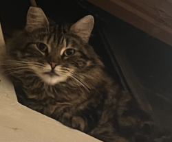Lost Female Cat last seen Bonita Ave and Moss Circle, La Verne, CA 91750