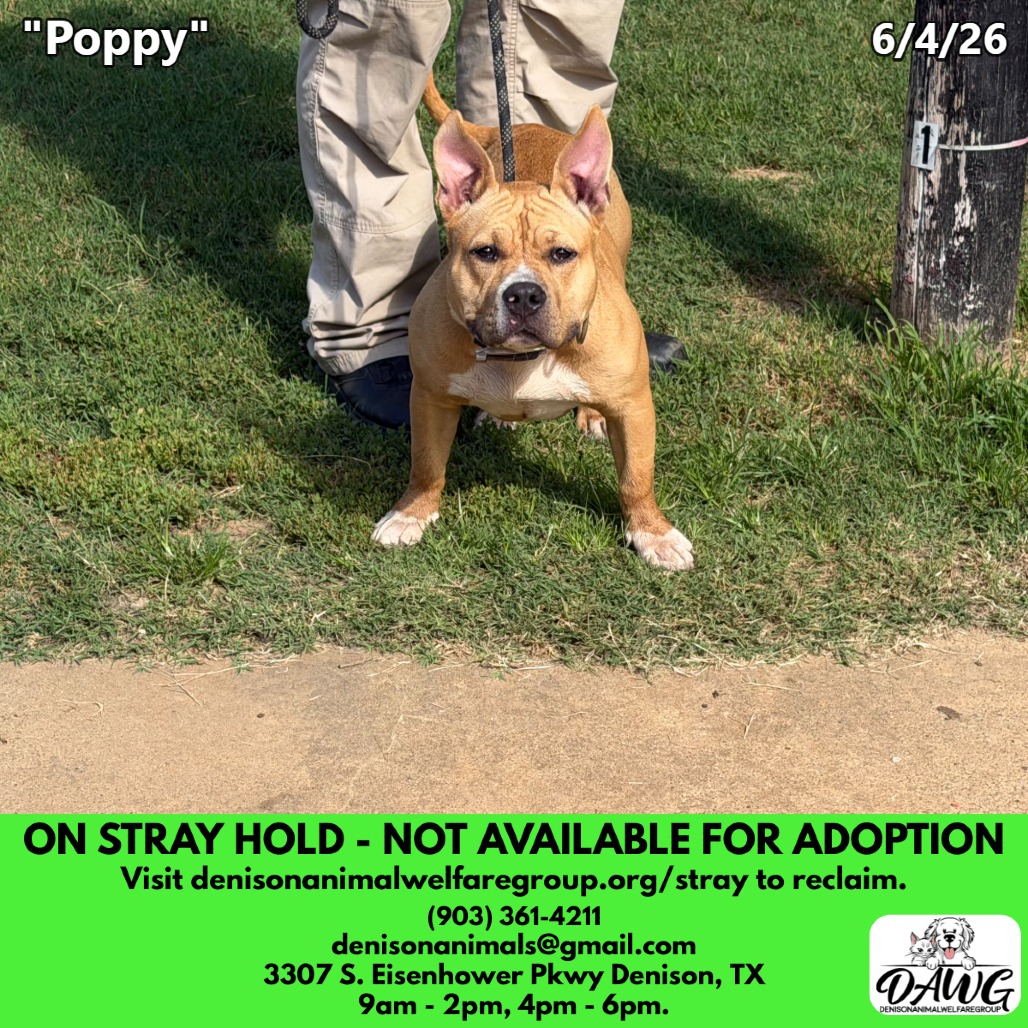 Shelter Stray Female Dog last seen , Denison, TX 75020