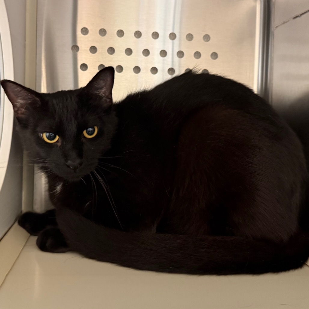 Shelter Stray Male Cat last seen , Norman, OK 73072