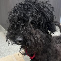 Shelter Stray Male Dog last seen , Oak Park, IL 60304