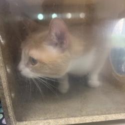 Shelter Stray Male Cat last seen , Philadelphia, PA 19140