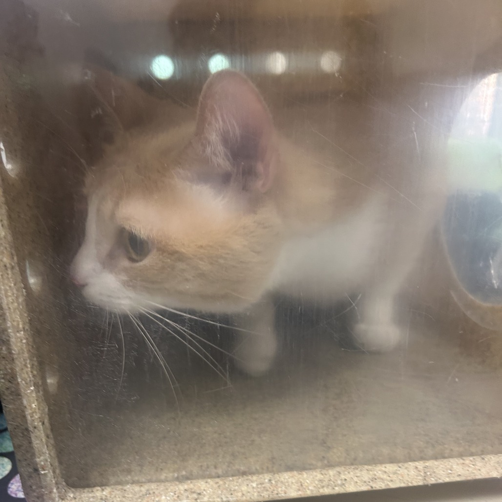 Shelter Stray Male Cat last seen , Philadelphia, PA 19140