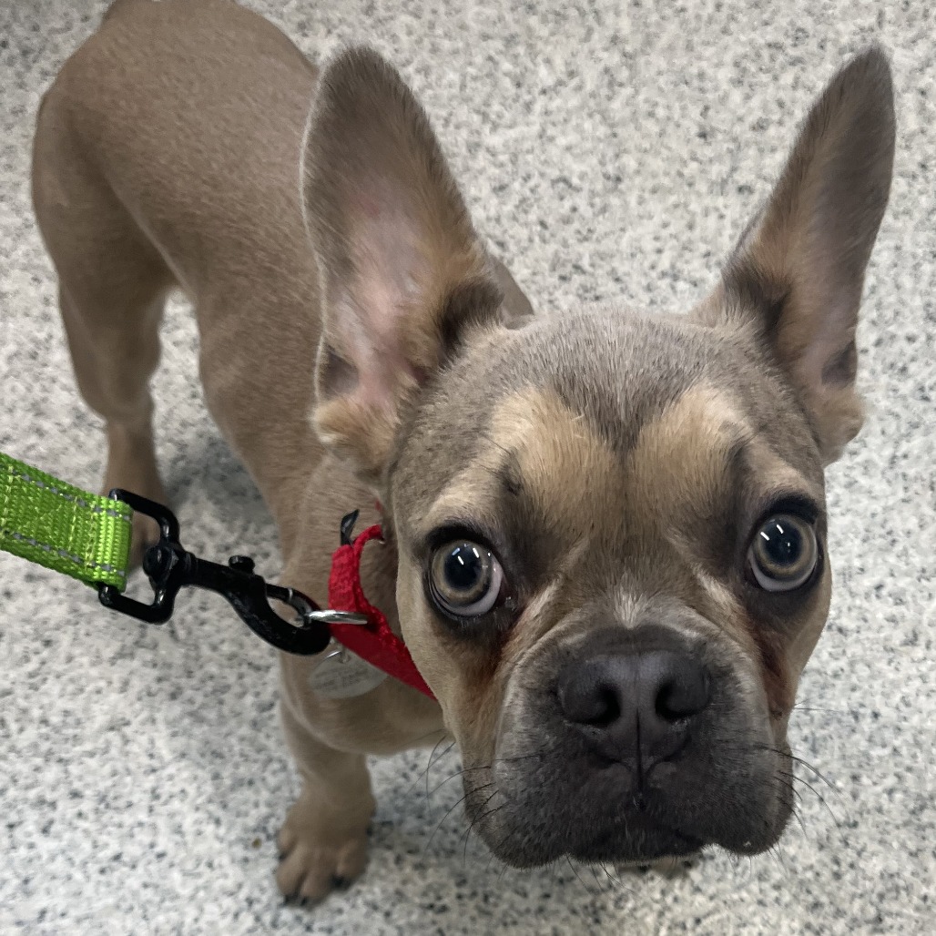 Shelter Stray Male Dog last seen , Oak Park, IL 60304