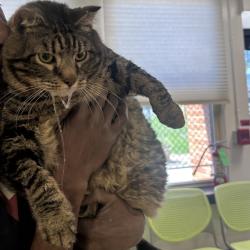 Shelter Stray Male Cat last seen , Philadelphia, PA 19140