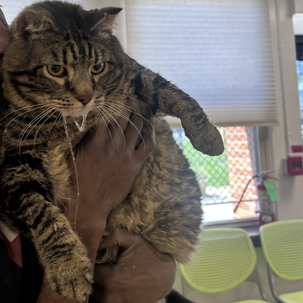 Shelter Stray Male Cat last seen , Philadelphia, PA 19140