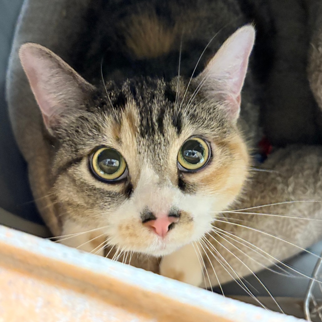 Shelter Stray Female Cat last seen , Philadelphia, PA 19140
