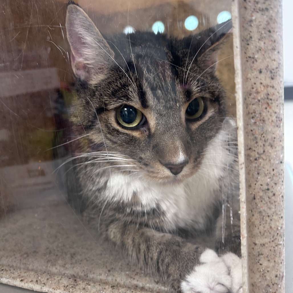 Shelter Stray Female Cat last seen , Philadelphia, PA 19140
