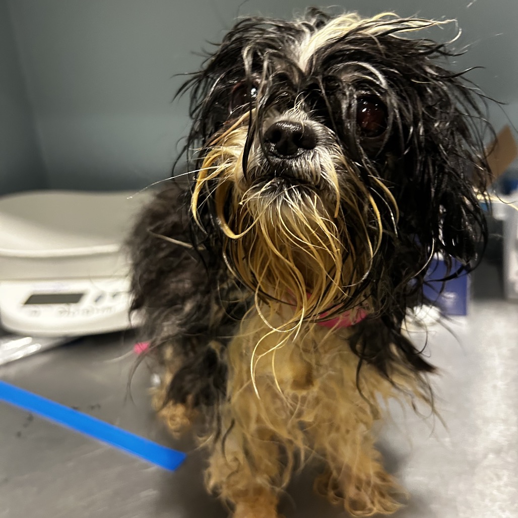 Shelter Stray Unknown Dog last seen , Red Bank, TN 37415