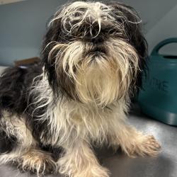 Shelter Stray Male Dog last seen , Red Bank, TN 37415