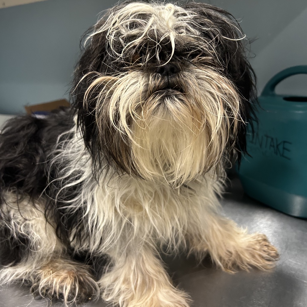 Shelter Stray Male Dog last seen , Red Bank, TN 37415
