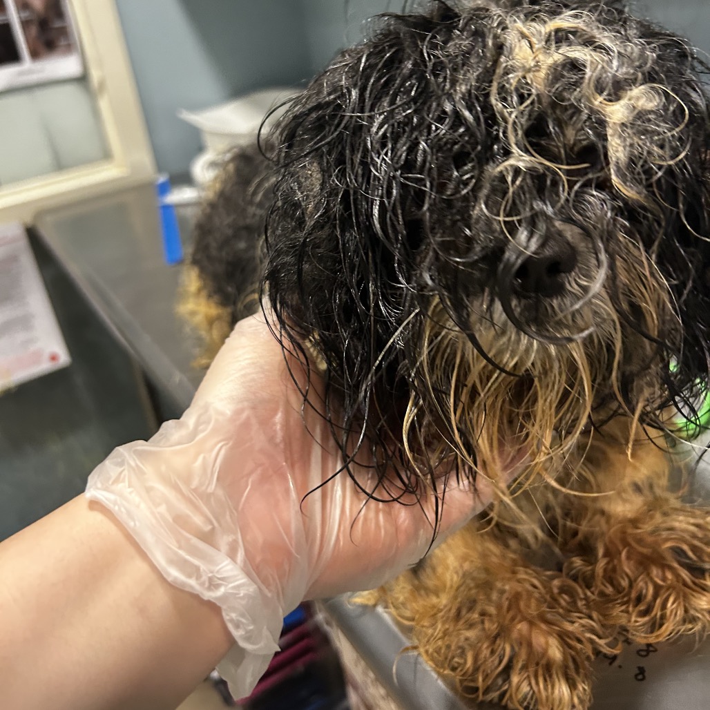 Shelter Stray Male Dog last seen , Red Bank, TN 37415