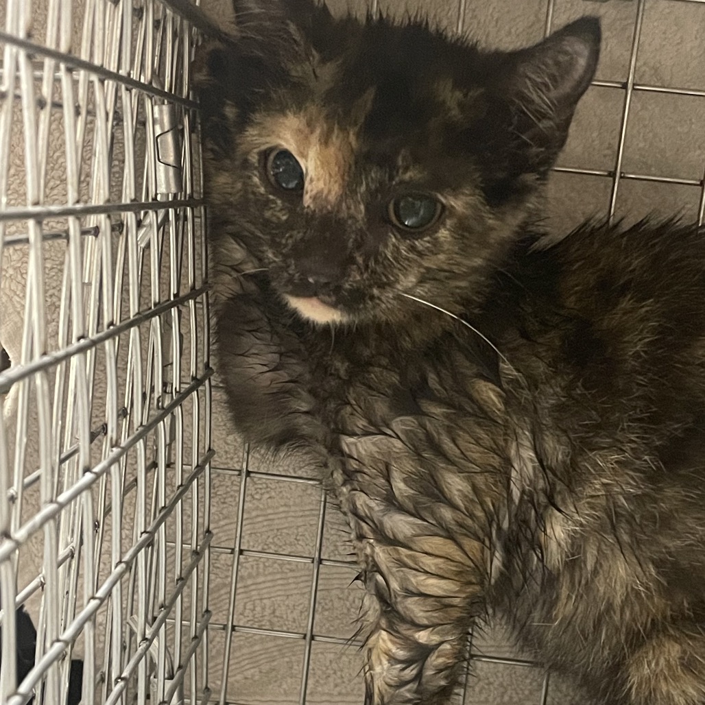 Shelter Stray Female Cat last seen , Dickinson, TX 77539