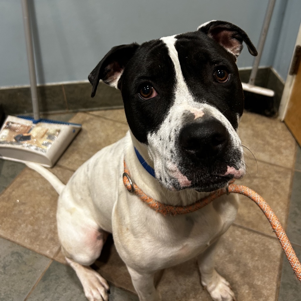 Shelter Stray Male Dog last seen , Red Bank, TN 37415