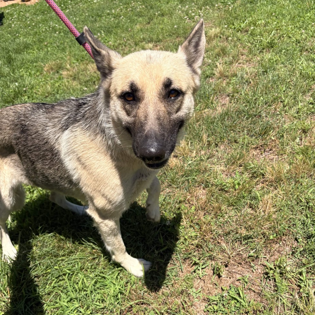 Shelter Stray Female Dog last seen , Greenville, SC 29609