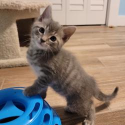 Shelter Stray Male Cat last seen , Port Richey, FL 34653