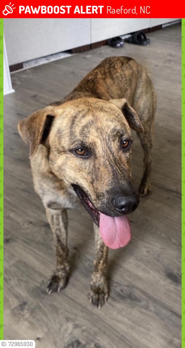 Lost Male Dog last seen North horace walters, Raeford, NC 28376
