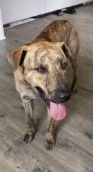 Lost Male Dog last seen North horace walters, Raeford, NC 28376