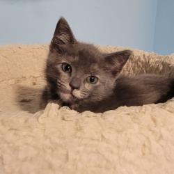 Shelter Stray Female Cat last seen , Port Richey, FL 34653