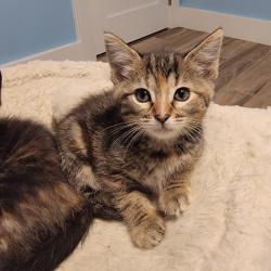 Shelter Stray Female Cat last seen , Port Richey, FL 34653