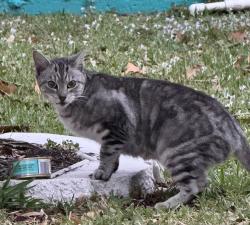 Lost Female Cat last seen Spirea Drive to Yellow Pine Avenue, Rockledge, FL 32955