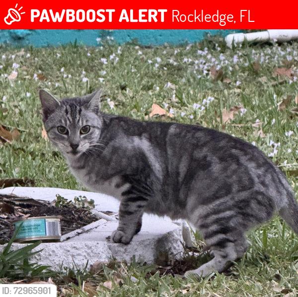 Lost Female Cat last seen Spirea Drive to Yellow Pine Avenue, Rockledge, FL 32955