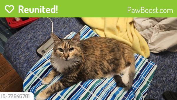 Reunited Female Cat last seen Mt Rose highway, Reno, NV 89511