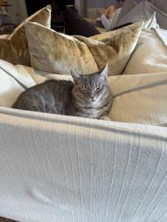Lost Female Cat last seen Clarendon Avenue and Evelyn avenue , Nashville, TN 37205