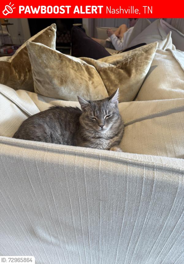 Lost Female Cat last seen Clarendon Avenue and Evelyn avenue , Nashville, TN 37205