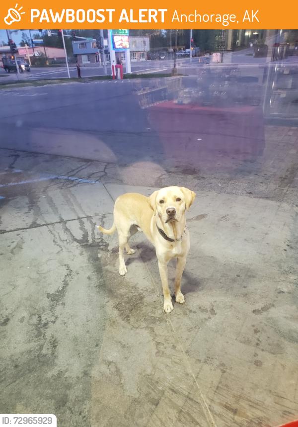 Found/Stray Male Dog last seen Duben and Muldoon , Anchorage, AK 99504
