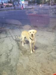 Found/Stray Male Dog last seen Duben and Muldoon , Anchorage, AK 99504